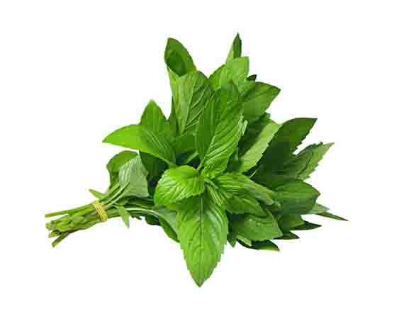 MINT /BUNCH