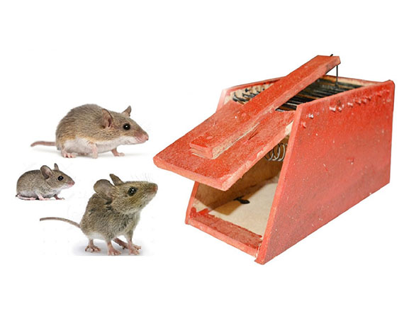 WOOD RAT TRAPS