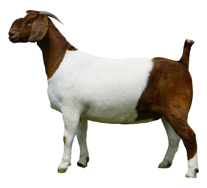 Goat (Whole)